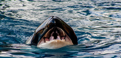 detail view from a Orca with open mouth
