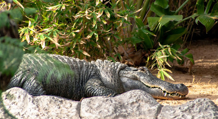 a big sleeping crocodile on a stone