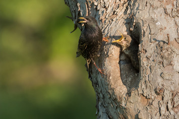Common starling (Sturnus vulgaris) next to nest hole in an old fruit tree with chick looking out of the nest