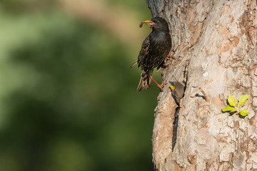 Common starling (Sturnus vulgaris) next to nest hole in an old fruit tree with chick looking out of the nest