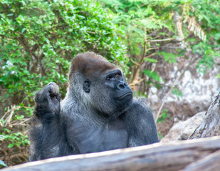 funny Gorilla sits here and waiting for you