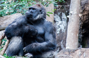 Obraz premium proud Gorilla sits here and waiting for you