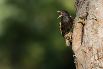 Common starling (Sturnus vulgaris) next to nest hole in an old fruit tree with chick looking out of the nest