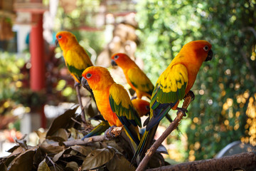 arating parrot group on tree branches