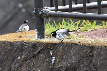 On the riverside White wagtail