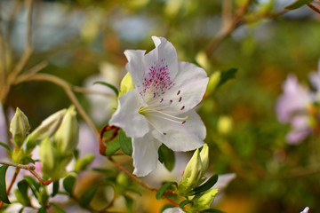 Blooming hybrid Azalia Rhododendron hybridum selection in a greenhouse. flower background. Soft focus.