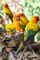 arating parrot group on tree branches