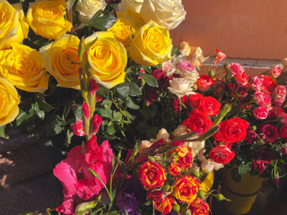 Roses, multicolored flowers on a sunny day outside. Close-up shot