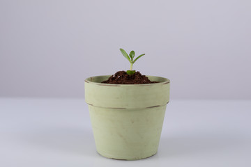 ecology plant