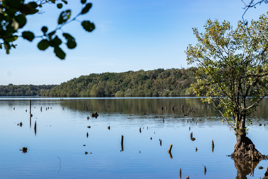Landscape of the lake and old roots of trees protruding from the water on the background of blue sky and forest.Lake Mare &agrave; Goriaux,Nord-Pas-de-Calais,France.