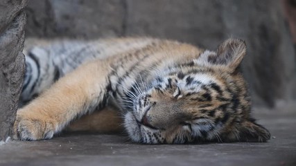 Sleepy tiger baby lying on ground, tired expression, beautiful and dangerous animal, 4K Video, slow motion.