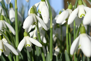 The first spring flowers. White snowdrops close up.