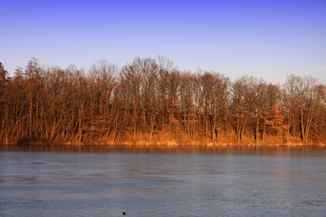 Frozen and trees.
