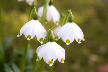 Obraz premium The first spring flowers. White snowdrops close up.