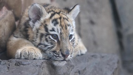 Sleepy tiger baby lying on ground, tired expression, beautiful and dangerous animal, 4K Video, slow motion.