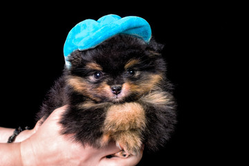 Cute Pomeranian spitz puppy with blue cap on in a black background, isolated.