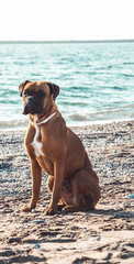 Boxer dog on the beach. Face expression and poses. Copy space
