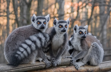 Kattas in der Abendsonne