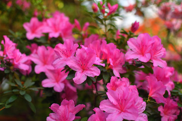 Fototapeta premium Blooming hybrid Azalia Rhododendron hybridum selection in a greenhouse. flower background. Soft focus.