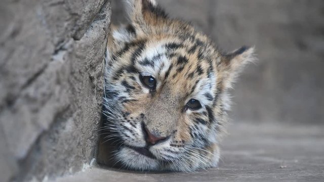 Sleepy tiger baby lying on ground, tired expression, beautiful and dangerous animal, 4K Video, slow motion.
