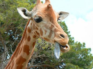 Girafe tire la langue