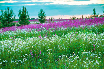 spring landscape with blooming wild flowers