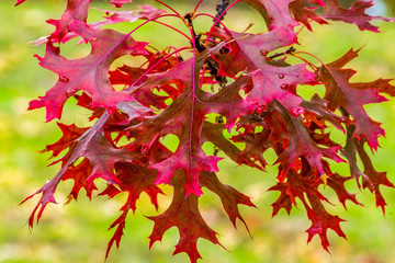 Oak leaves in autumn