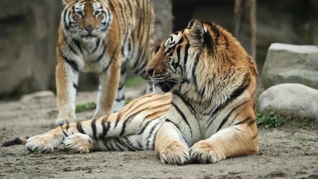 Sleepy tiger lying on ground, tired expression, another tiger walking towards it and step on its belly then walk away, beautiful and dangerous animal, 4K Video, slow motion.