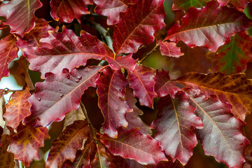 Red autumn sweet gum leaves