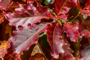 Sweetgum tree red leaves