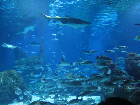 peces tiburones mar acuáticos aquarium Barcelona acuario azual