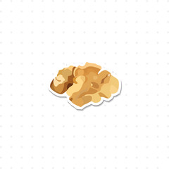 walnut isolated illustration