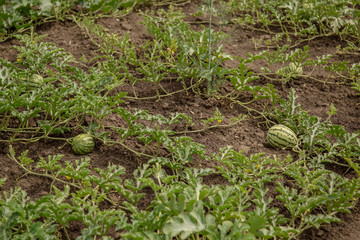 Young shoots of watermelons On the open field on the farm field.