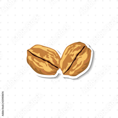 walnut isolated illustration