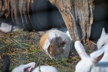świnka morska kawia domowa Guinea pig Ziołowy Zakątek Koryciny Polska Poland Polen Herbal Corner Podlasie © Dreamnordno