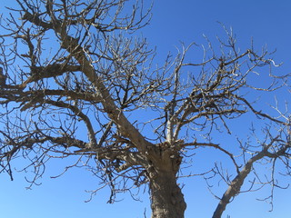 árbol ramas cielo naturaleza