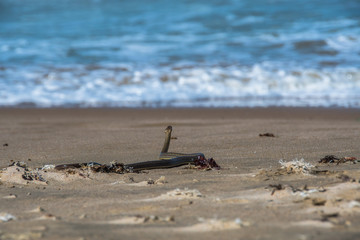 snake on the beach