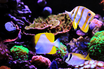 Fototapeta premium Yellow Pyramid Butterflyfish - (Hemitaurichthys polylepis)