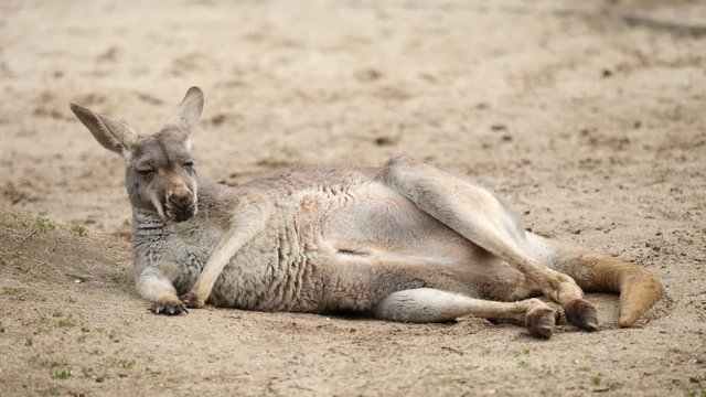 A kangaroo with a joey in it's pouch lying down on grass, 4K Video, slow motion.