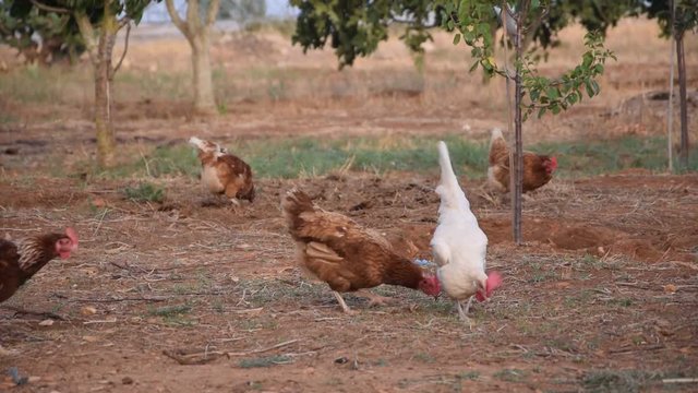 Pollo ft7107_0862