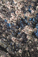 Almendro