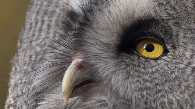Great grey owl (Strix nebulosa) portrait
