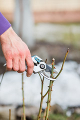 A gardener man cuts branches of bushes and trees in his garden.