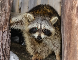 Surprised racoon