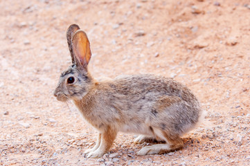 Desert cottontail rabbit on the sandstone ground of Canyonlands National park, Utah, USA