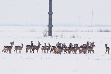 Deer in the snow