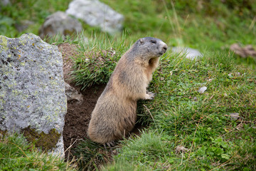 Naklejka na ściany i meble Marmot