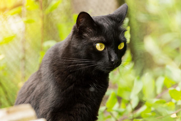Beautiful cute bombay black cat with yellow eyes and attentive look close-up in nature. Spring, summer