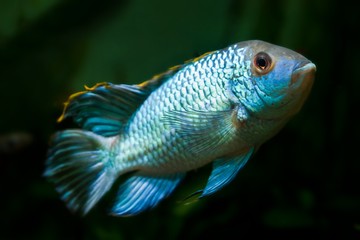 Nannacara anomala neon blue, freshwater cichlid dominant male fish, artificial breed, natural...