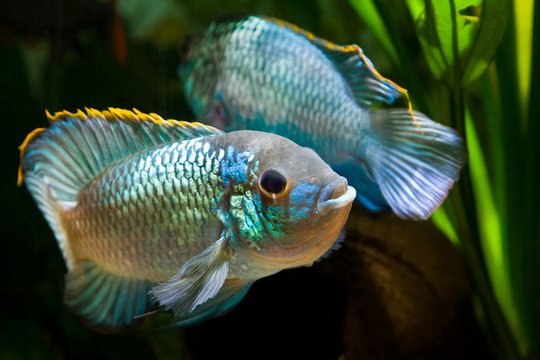 Nannacara anomala neon blue, freshwater cichlid dominant male fish in spectacular spawning colors courtships a female, natural aquarium, closeup nature photo